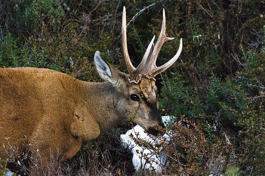 Chile Huemul Deer