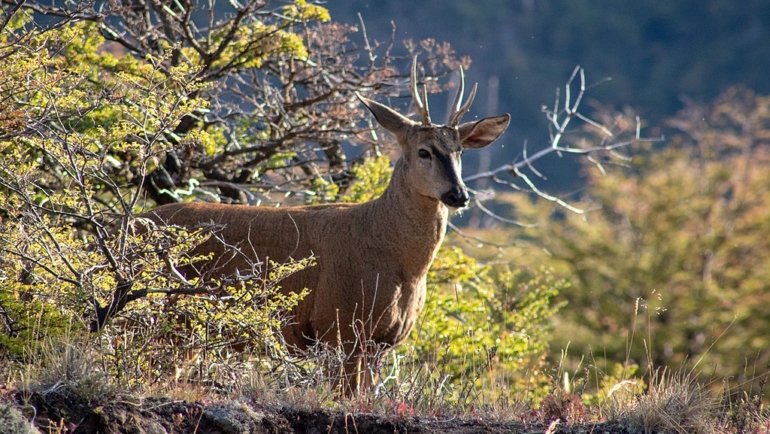 Chile Huemul Deer