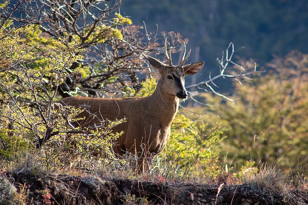 Chile Huemul Deer