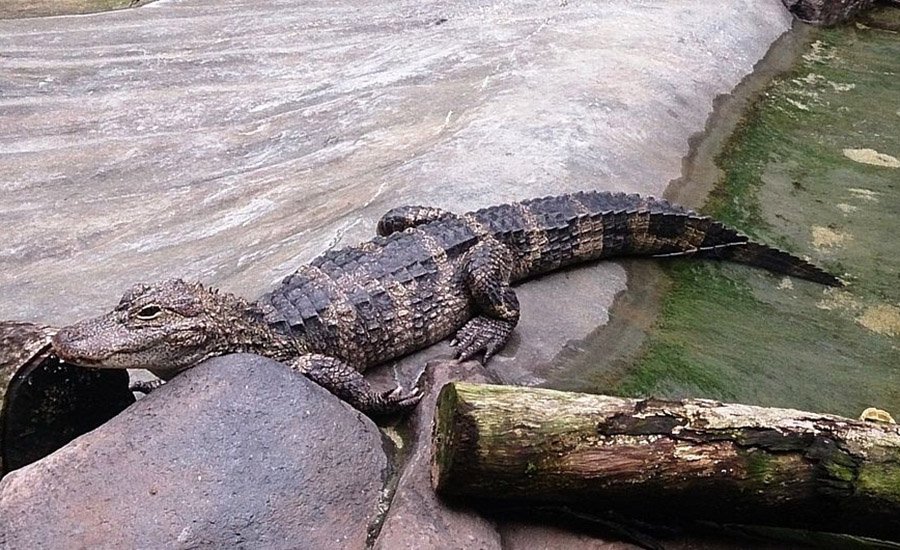 Chinese alligator in captivity