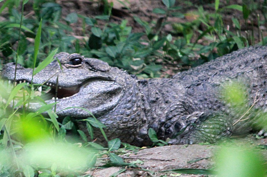 Chinese alligator in habitat