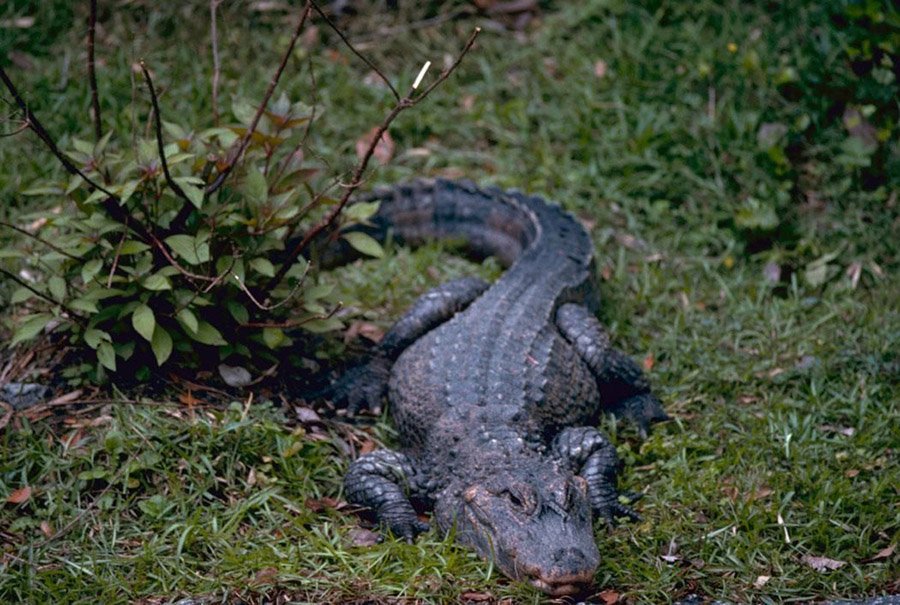 Chinese_alligator