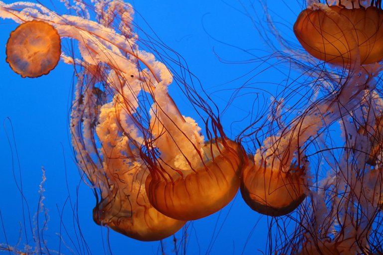 Cnidarians - Jellyfish