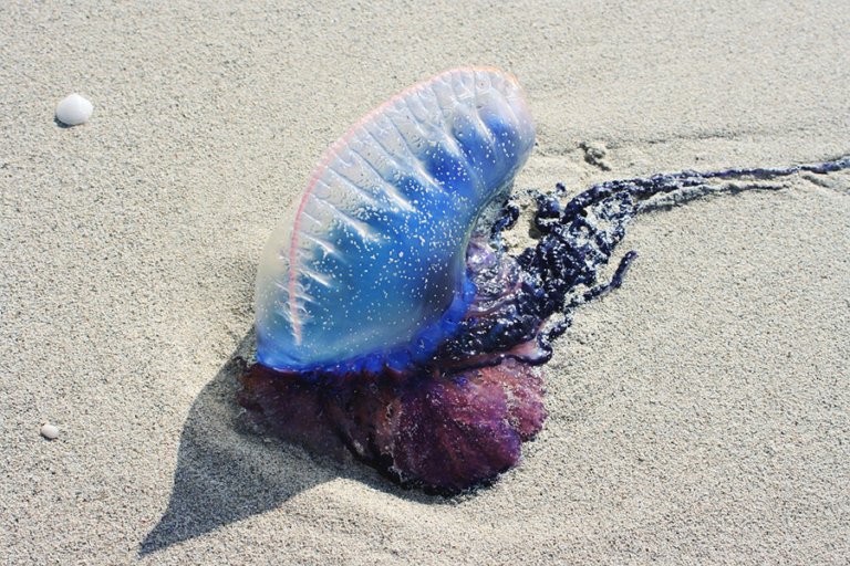 Cnidarians - Portuguese man'o war