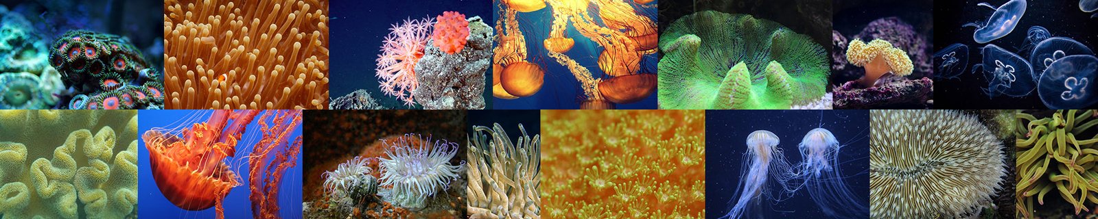 Cnidarians_Header