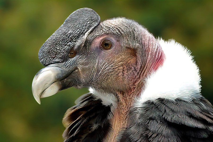 Colombia Andean Condor