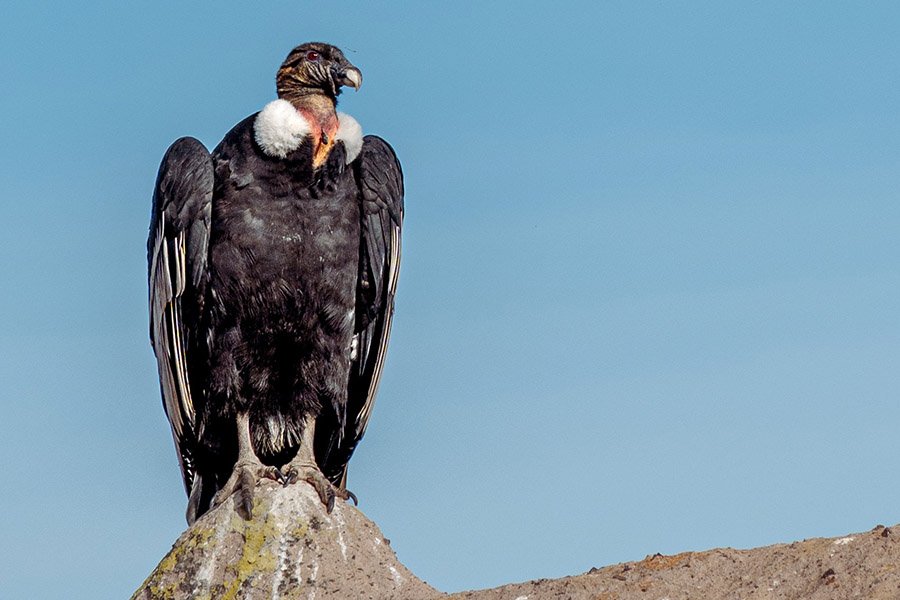 Colombia Andean Condor