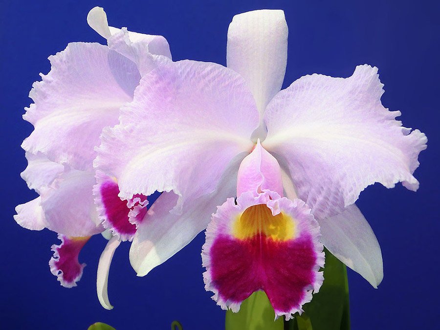 Colombia Cattleya trianae 