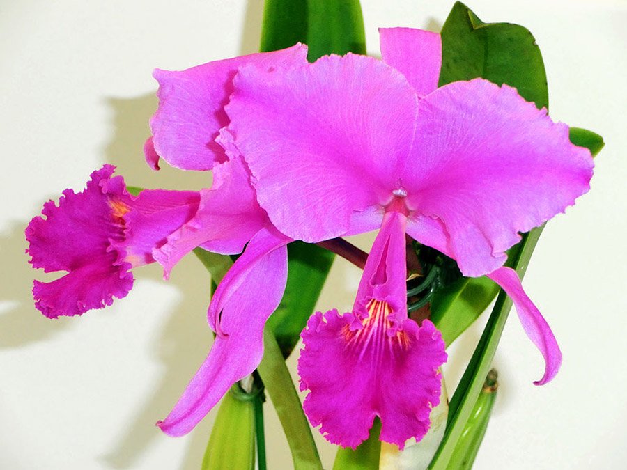 Colombia Cattleya trianae 