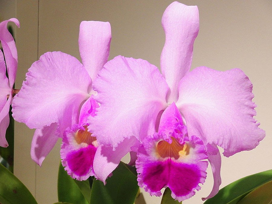 Colombia Cattleya trianae