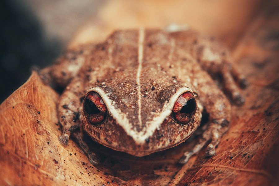 Coqui frog in Puerto Rico