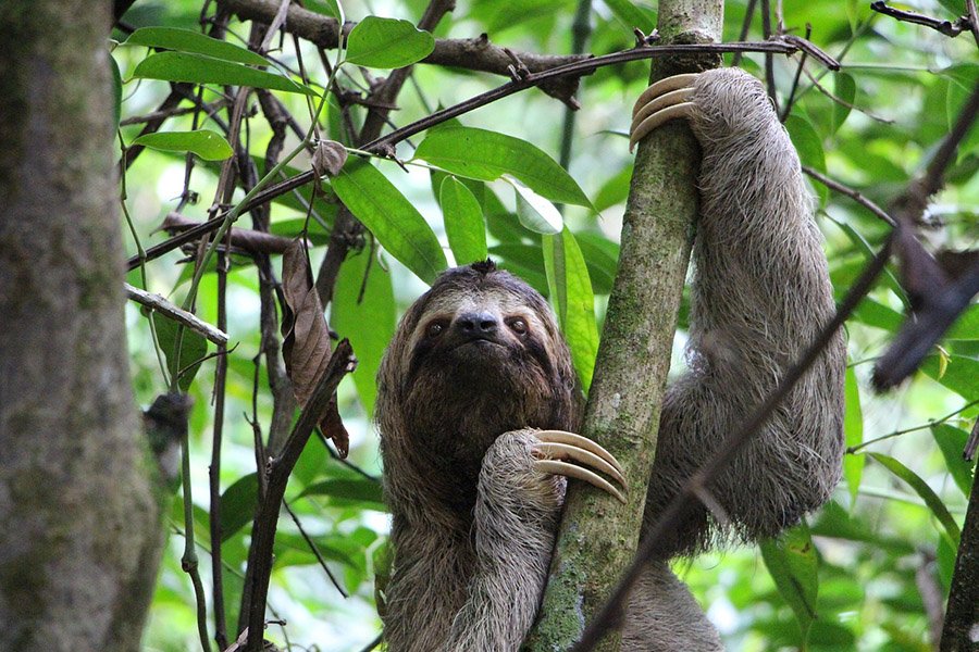 Costa Rica Sloth