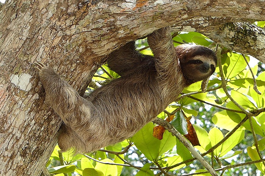 Costa Rica Sloth