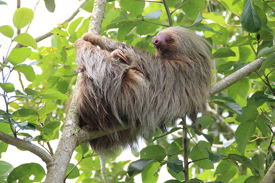 Costa Rica Sloth