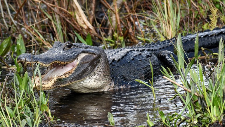 Do alligators have tongues - Hero