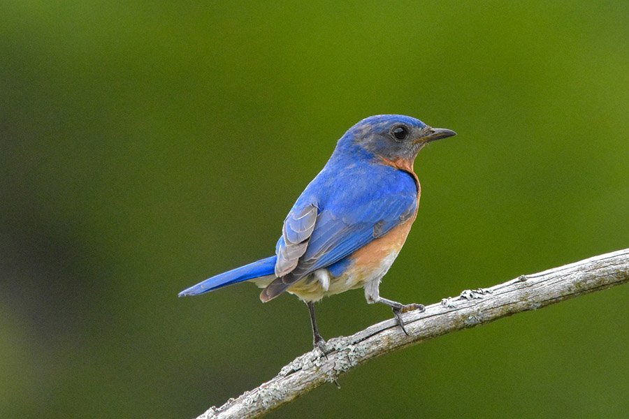 Eastern Bluebird