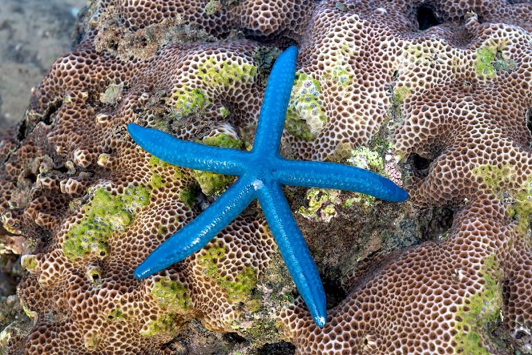 Echinoderms - Blue Sea Star