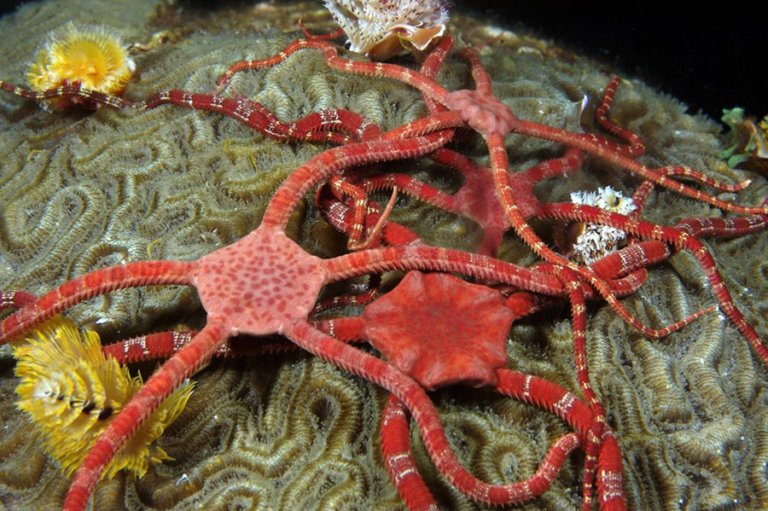 Echinoderms - Brittle Stars