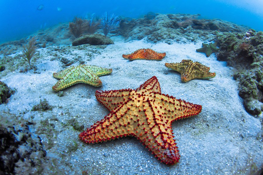 Echinoderms - Sea Stars