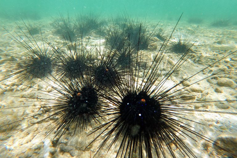 Echinoderms - Sea Urchins