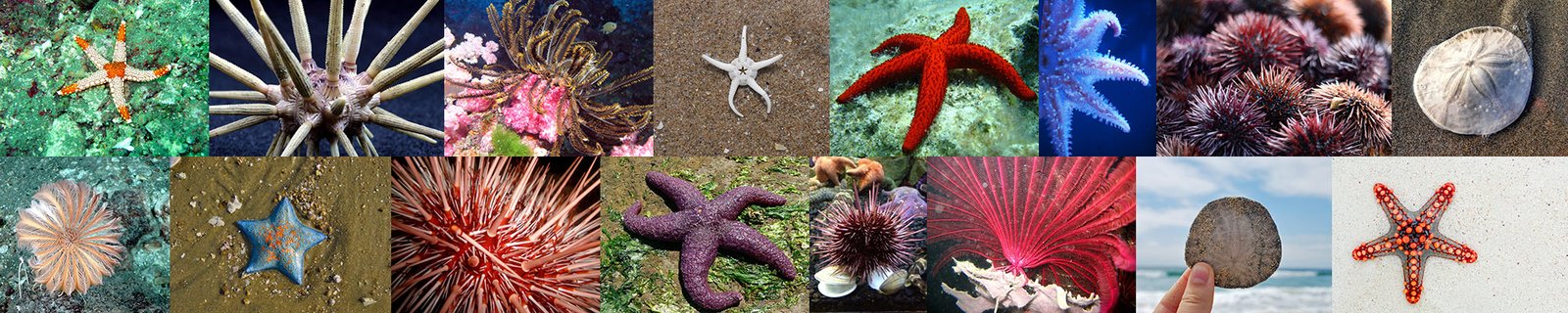 Echinoderms_Header