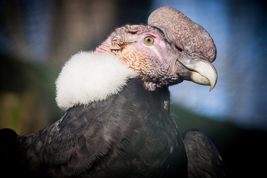 Ecuador Condor