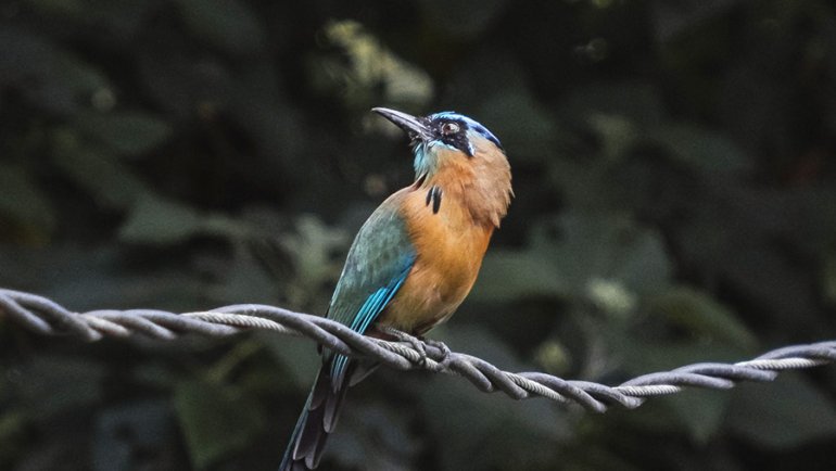 El Salvador Turquoise-Browed Motmot