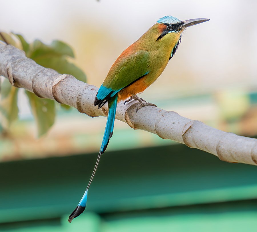 El Salvador Turquoise-Browed Motmot