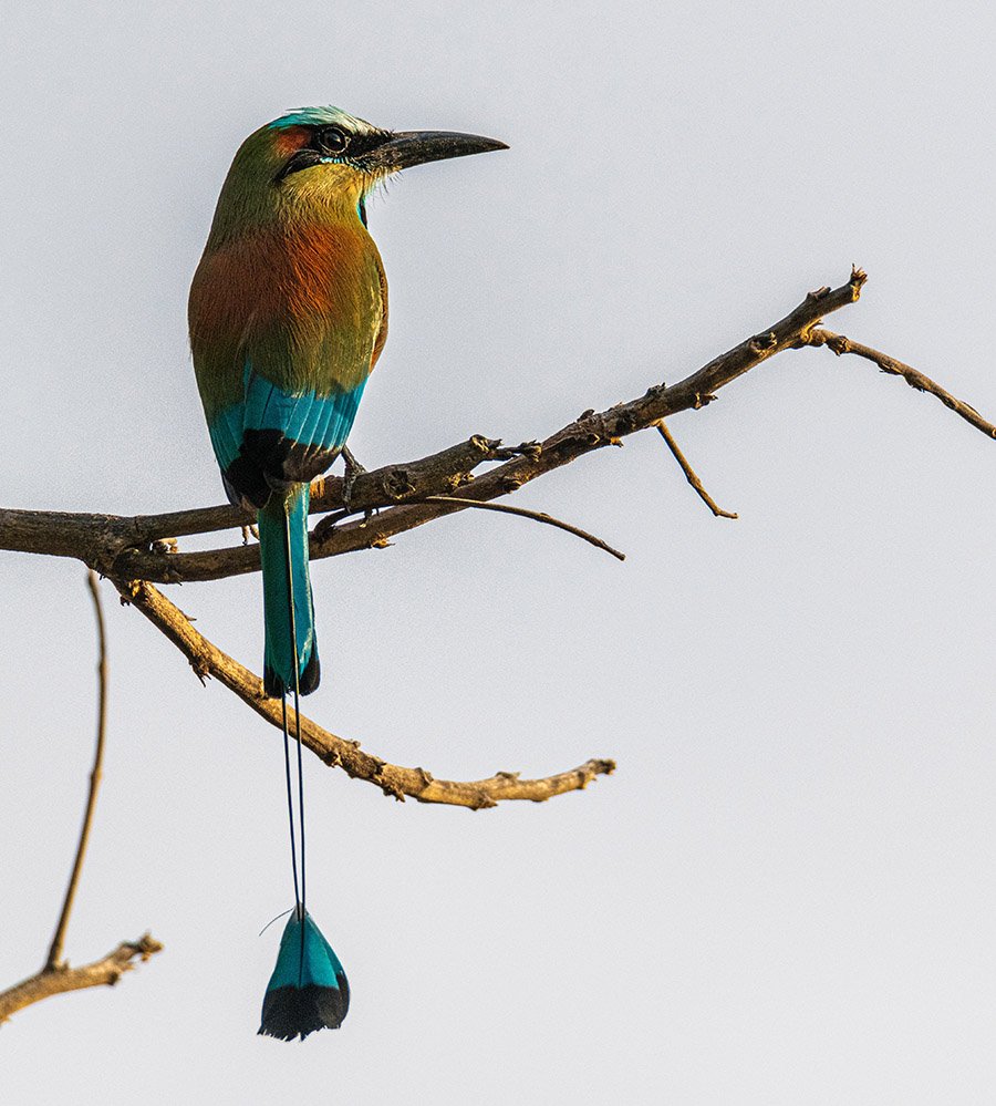 El Salvador Turquoise-Browed Motmot 3