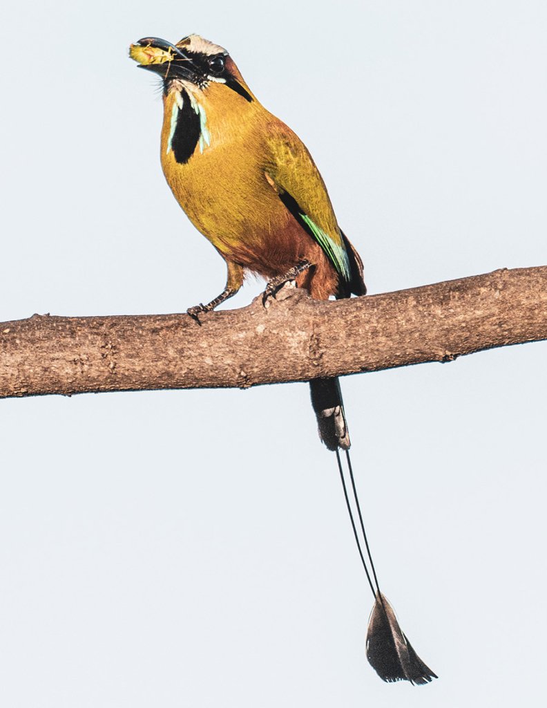 El Salvador Turquoise-Browed Motmot 