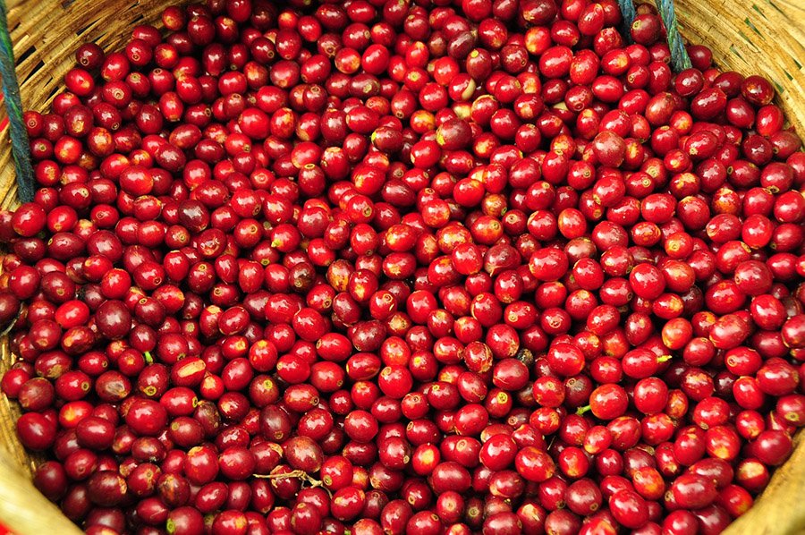 El Salvador coffee