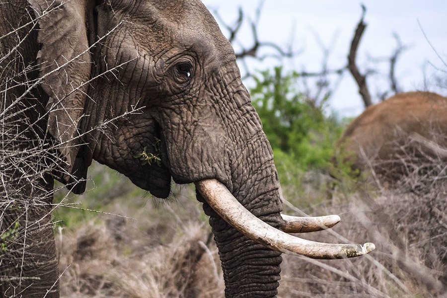 Elephant tusks