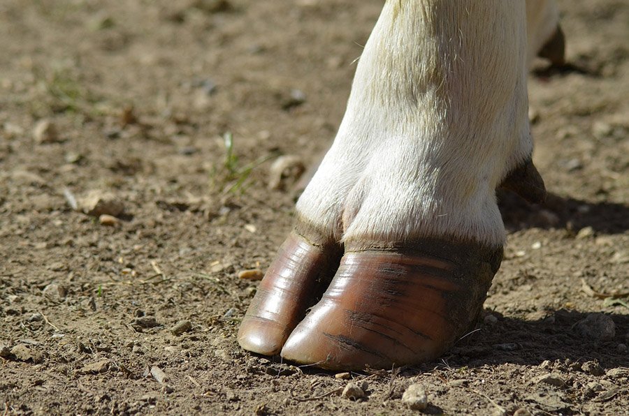 Even-Toed Ungulate Hoof