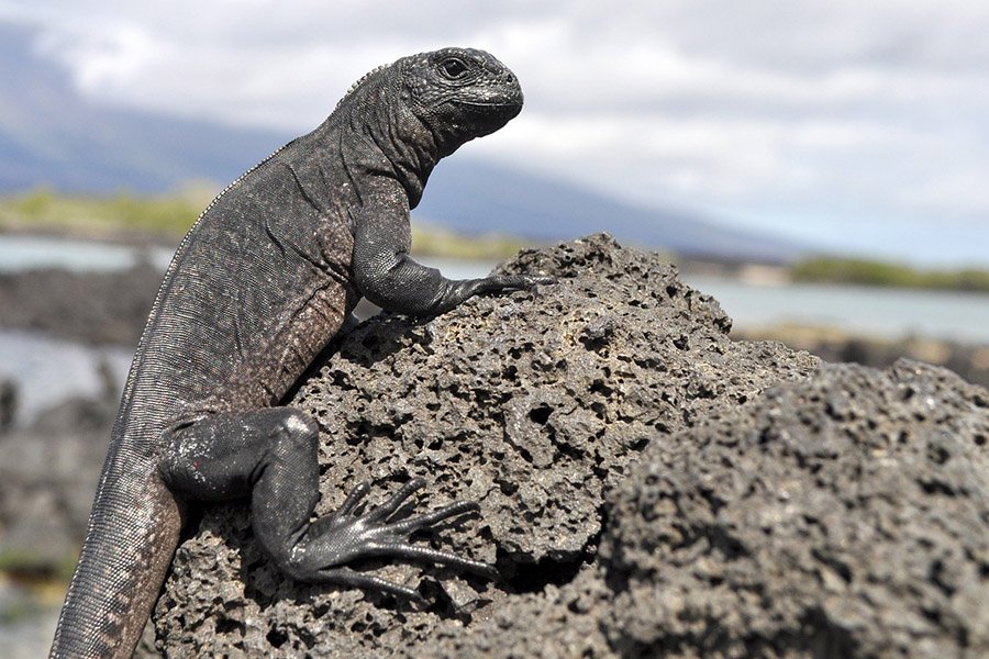 Galapagos iguana