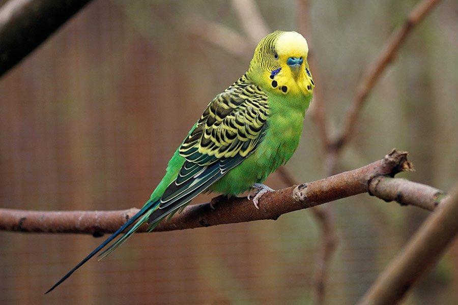 Green Parrots - Budgie