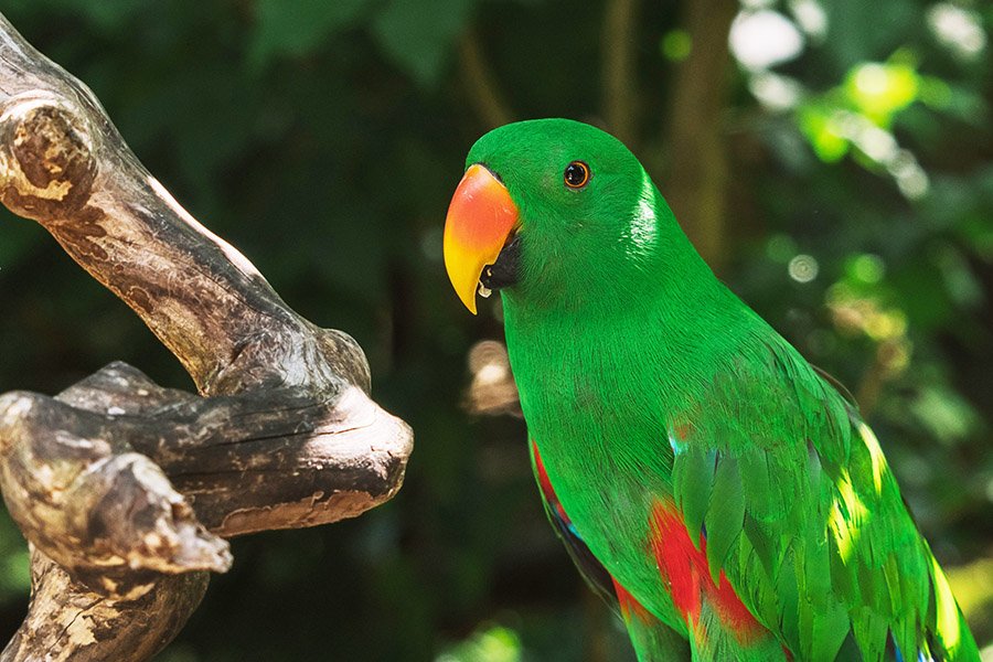 Green Parrots - Eclectus