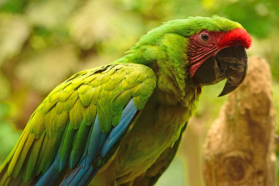 Green Parrots - Great Green Macaw