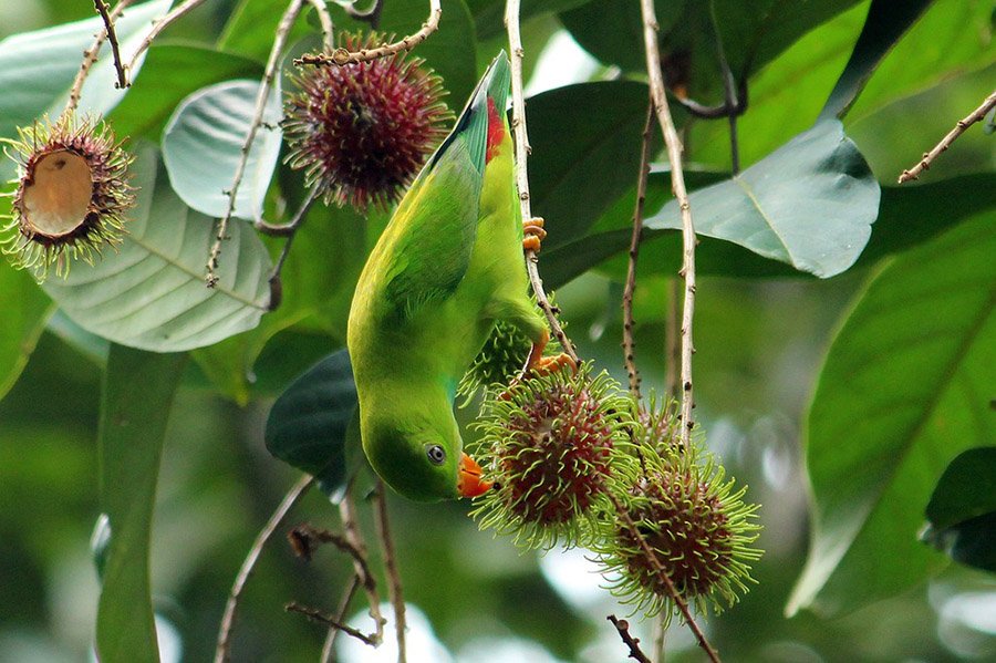 Green Parrots - Hanging Parrot