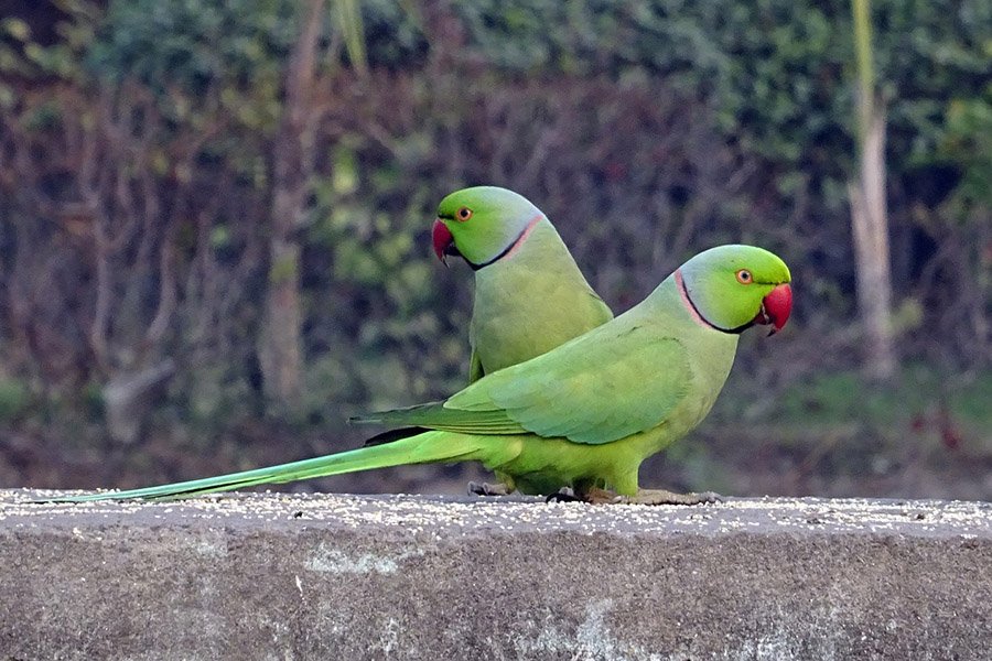 Green Parrots - Indian Ringneck Parakeets