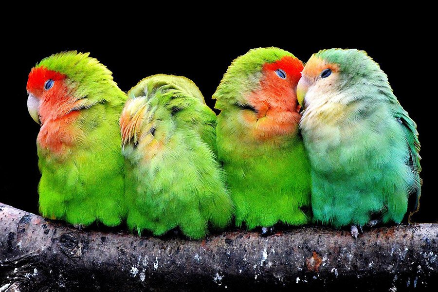 Green Parrots - Lovebird