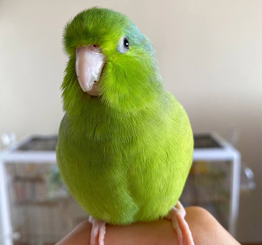 Green Parrots - Parrotlet