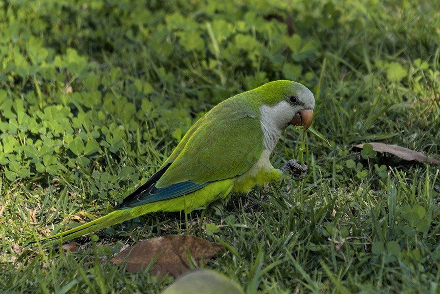 Green Parrots - Quaker Parrot