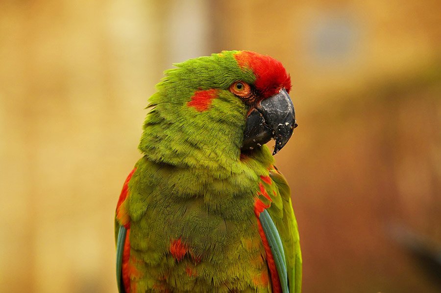 Green Parrots - Red-Fronted Macaw