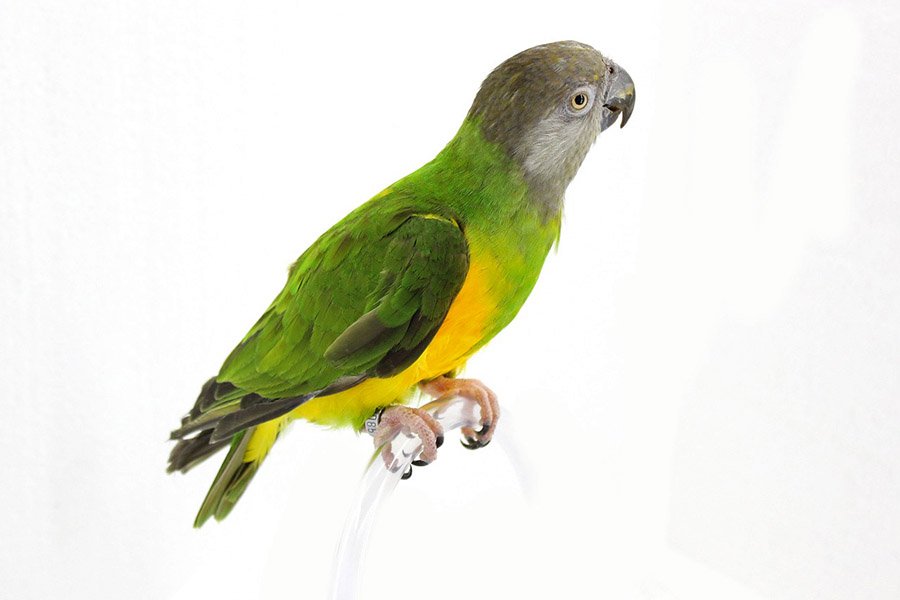 Green Parrots - Senegal Parrot