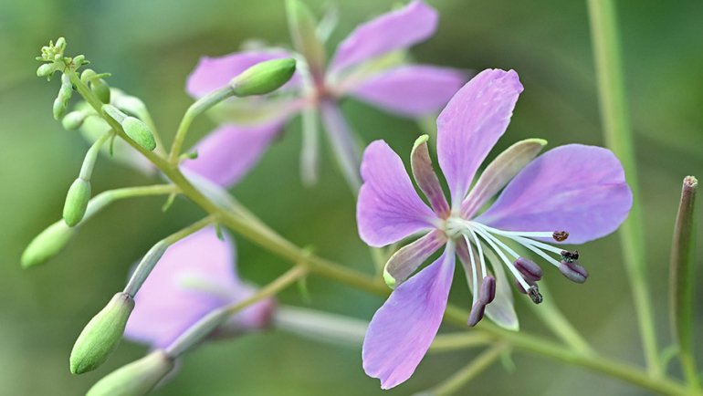 Greenland national flower - Hero