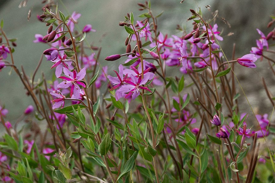 Greenland Dwarf Fireweed 