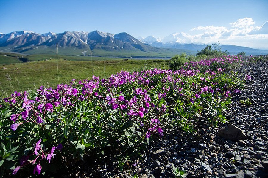 Greenland Dwarf Fireweed 