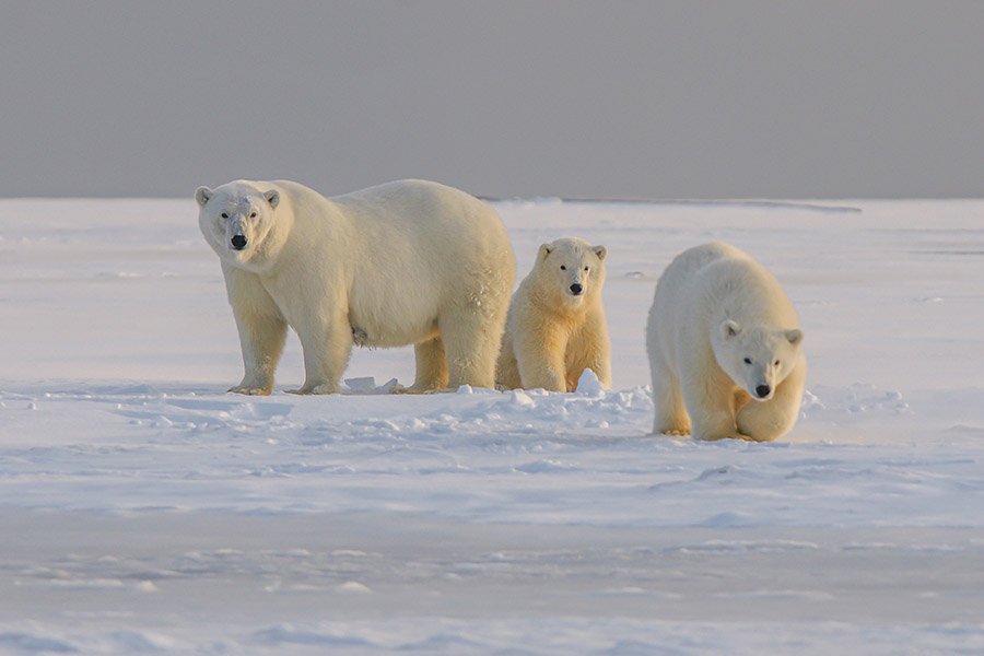 Greenland Polar Bear