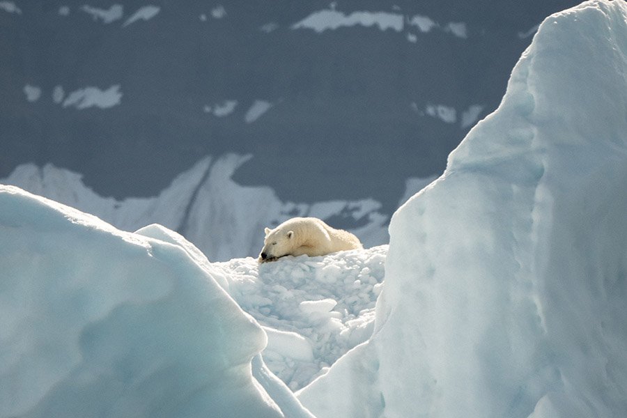 Greenland Polar Bear