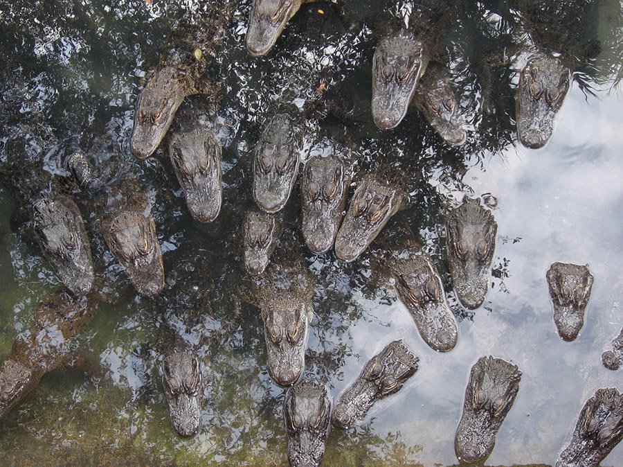 Group of alligator heads